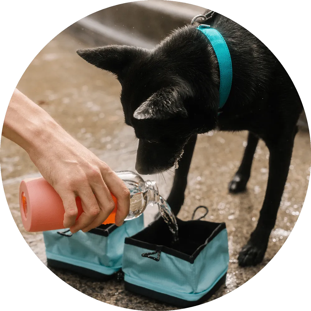 Bernal Pop-Up Dog Bowl