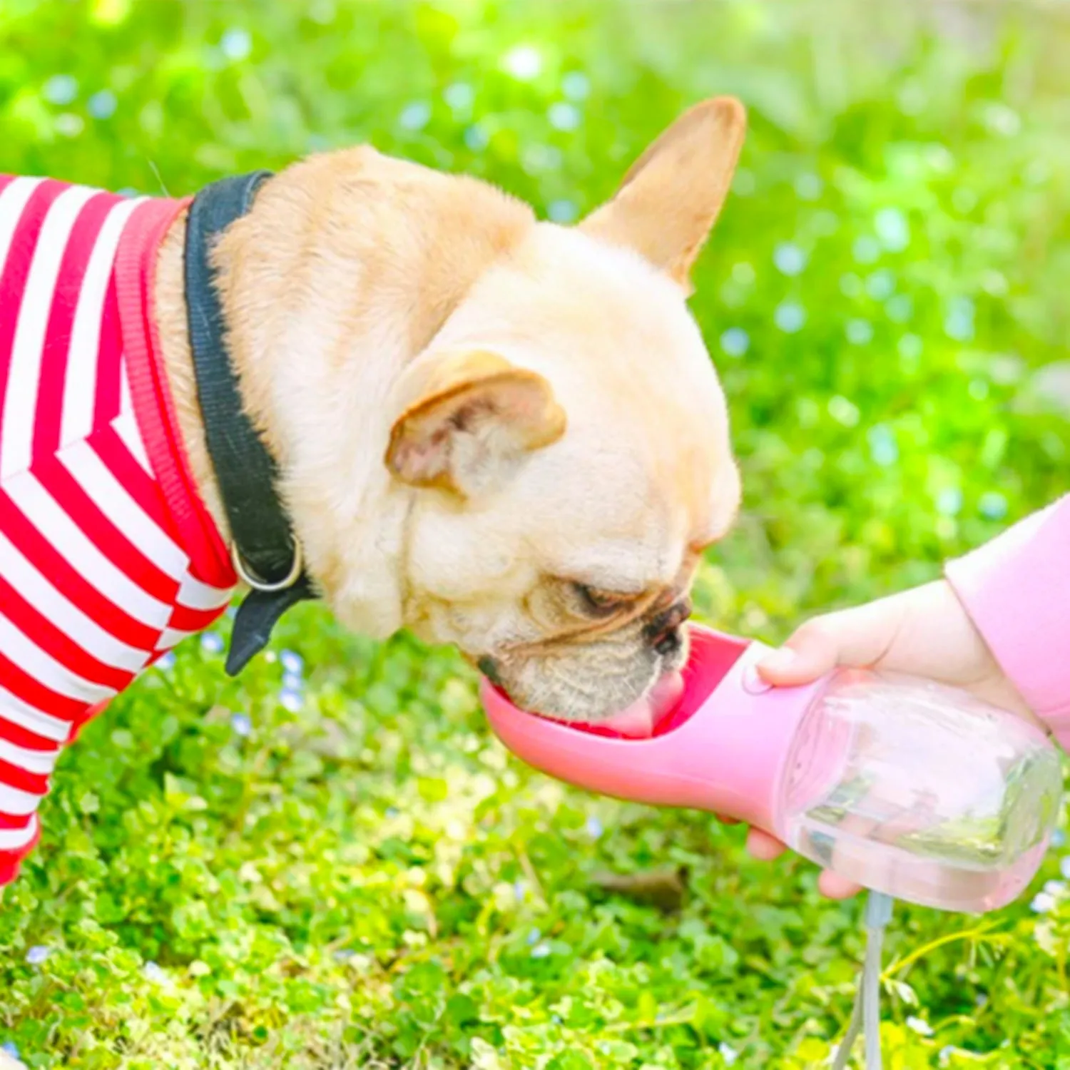 Delightful Portable Pet Water Bowl for Traveling