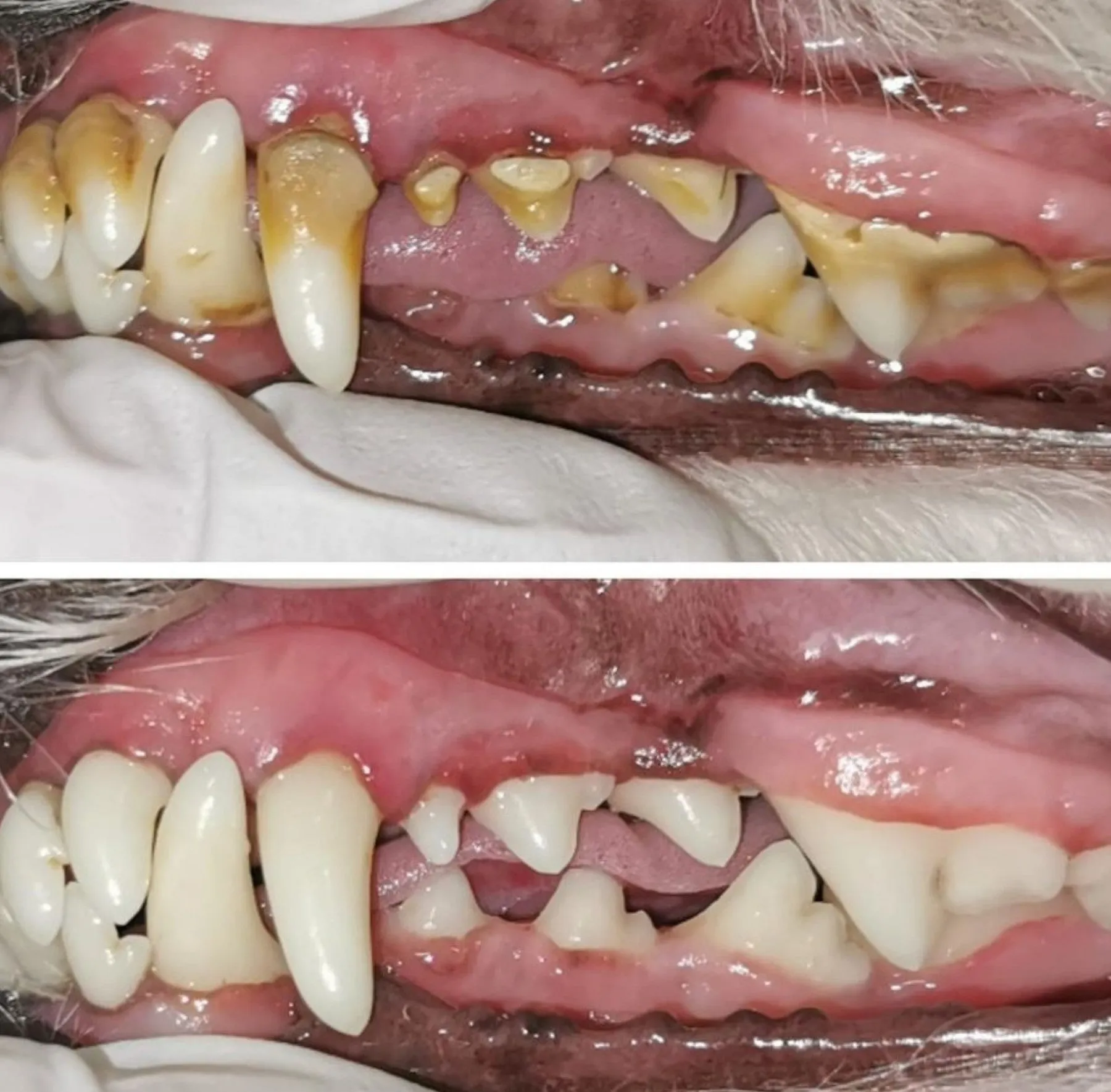 Dental Scale & Polish Booking