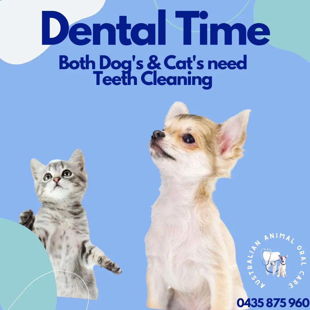 Dental Scale & Polish Booking