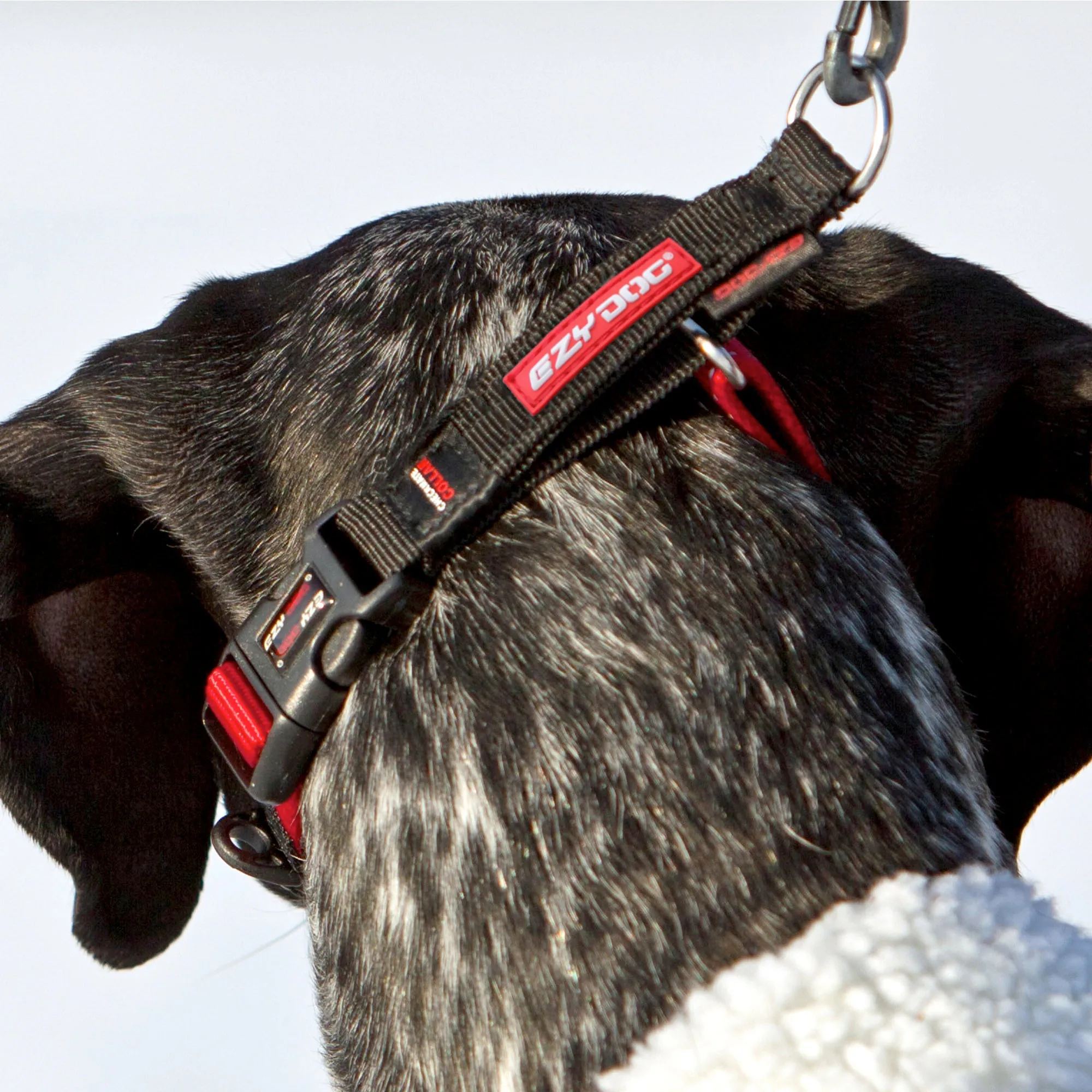 EzyDog Checkmate Dog Collar - Blue