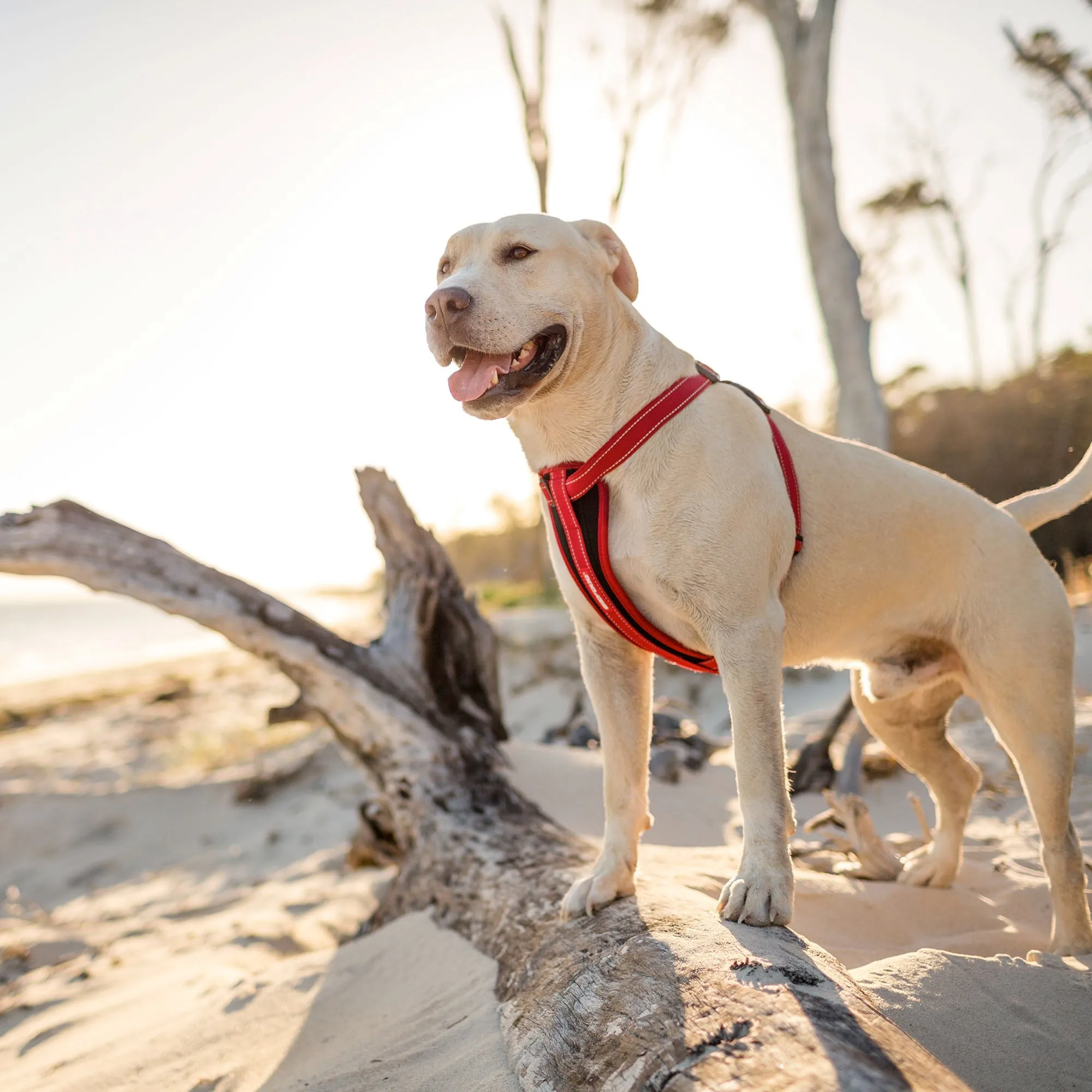 EzyDog Chest Plate Dog Harness - Red