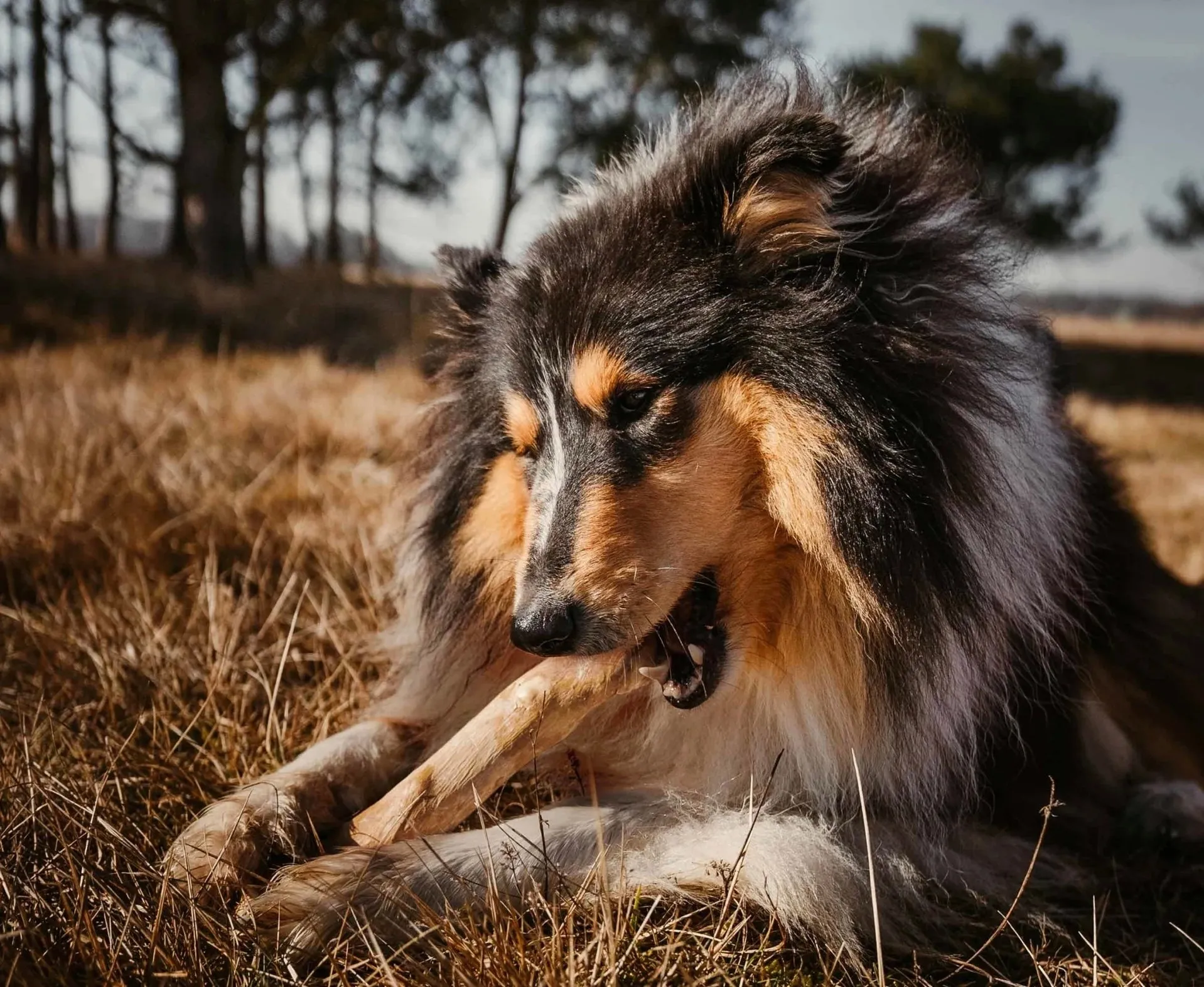 Java Log: Coffee Wood Chew Stick